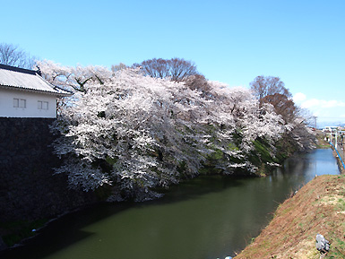 霞城公園の桜